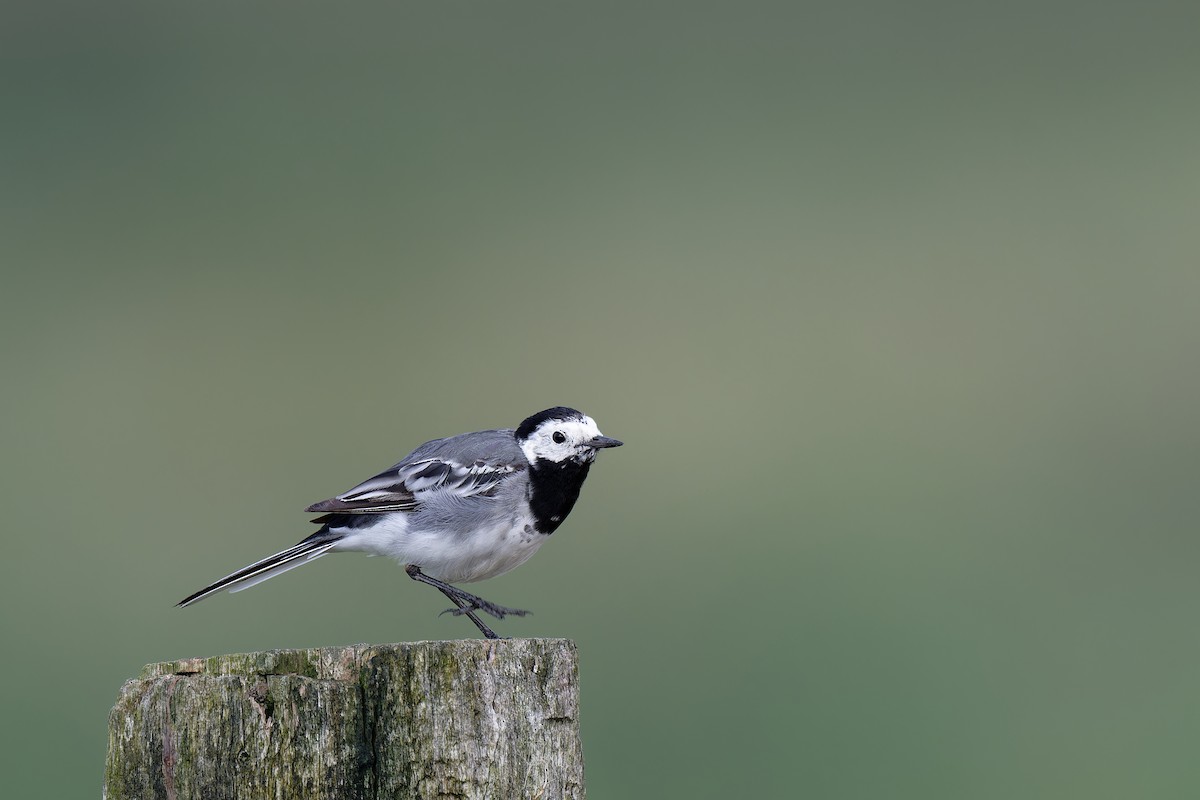 White Wagtail - ML622698581