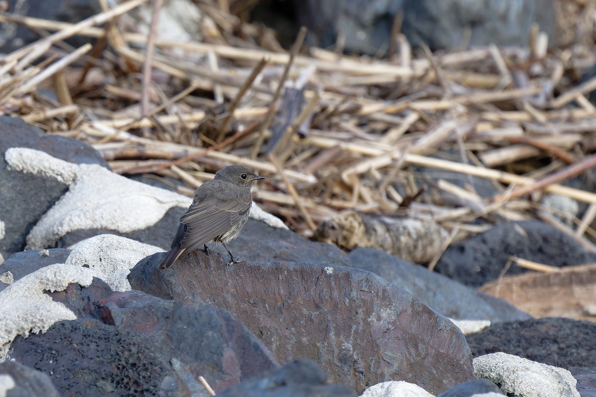 Black Redstart - ML622698582