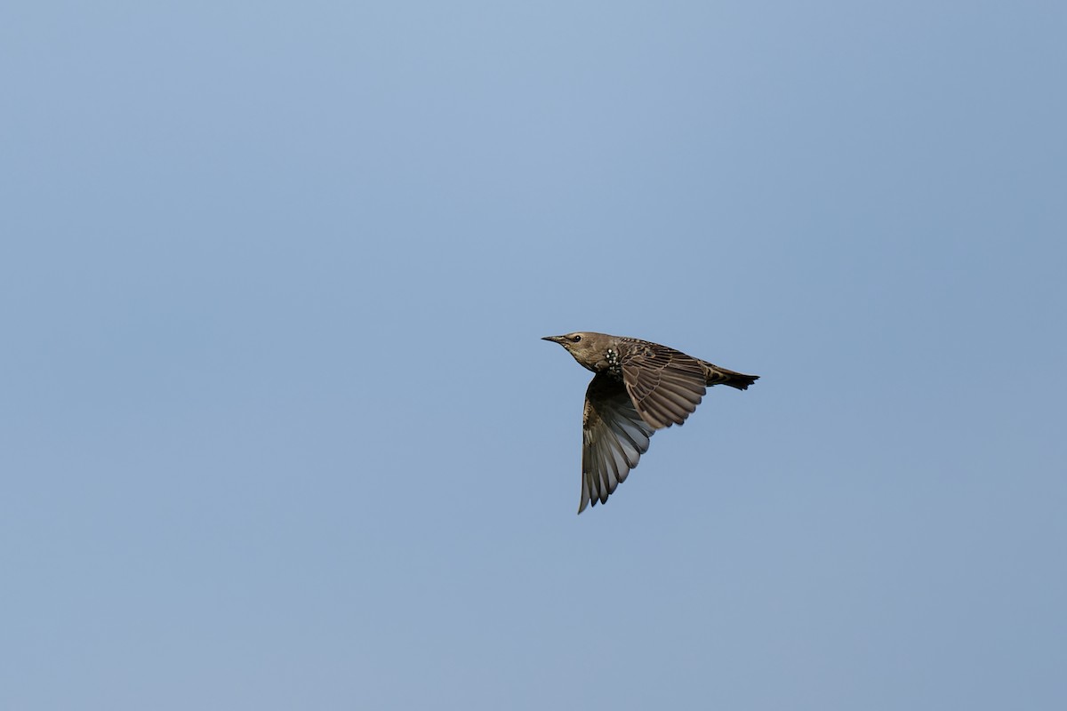 European Starling - ML622698585