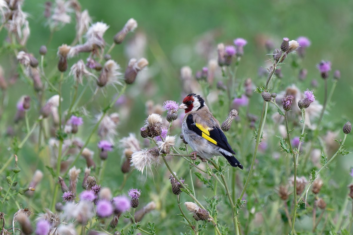 European Goldfinch - ML622698592