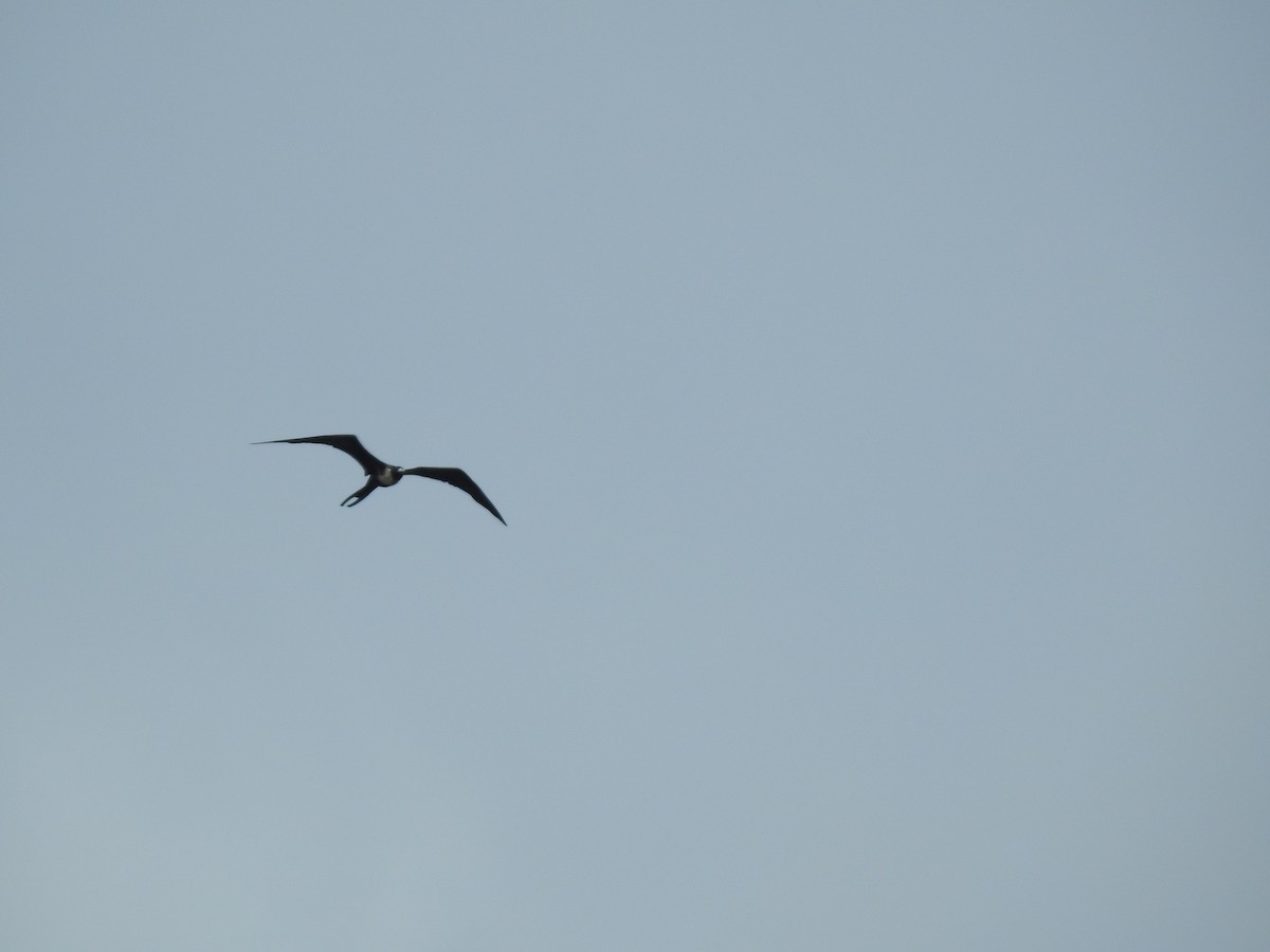 Magnificent Frigatebird - ML622698649