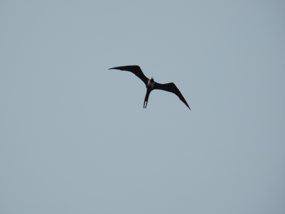 Magnificent Frigatebird - ML622698650