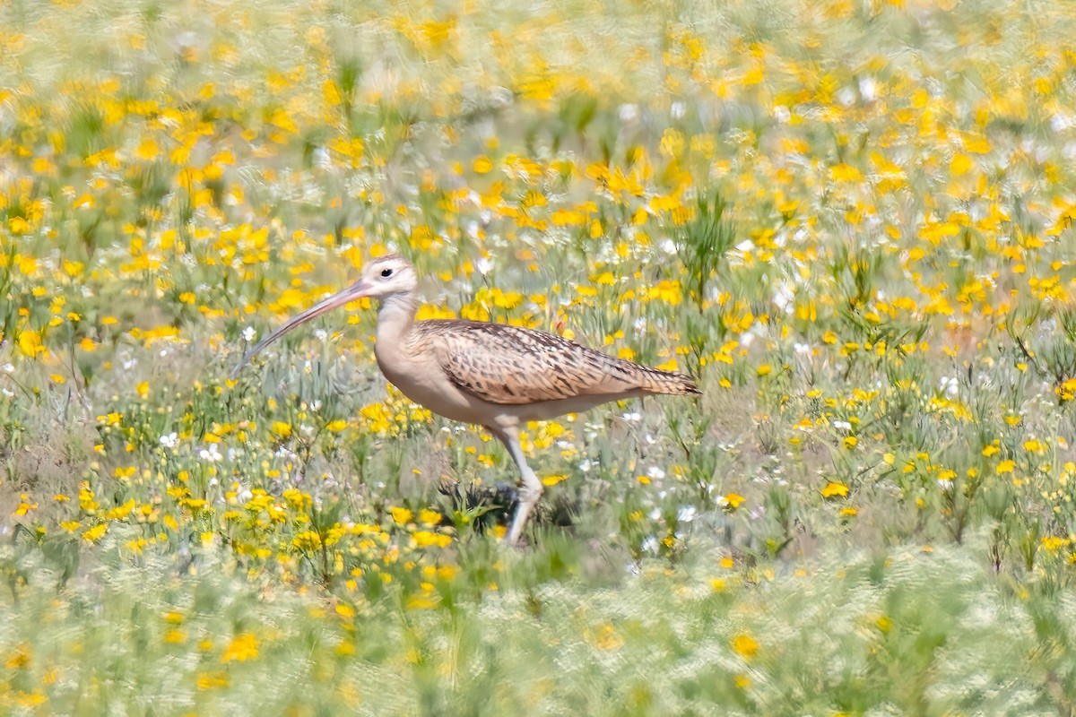 Long-billed Curlew - Janet Stevens