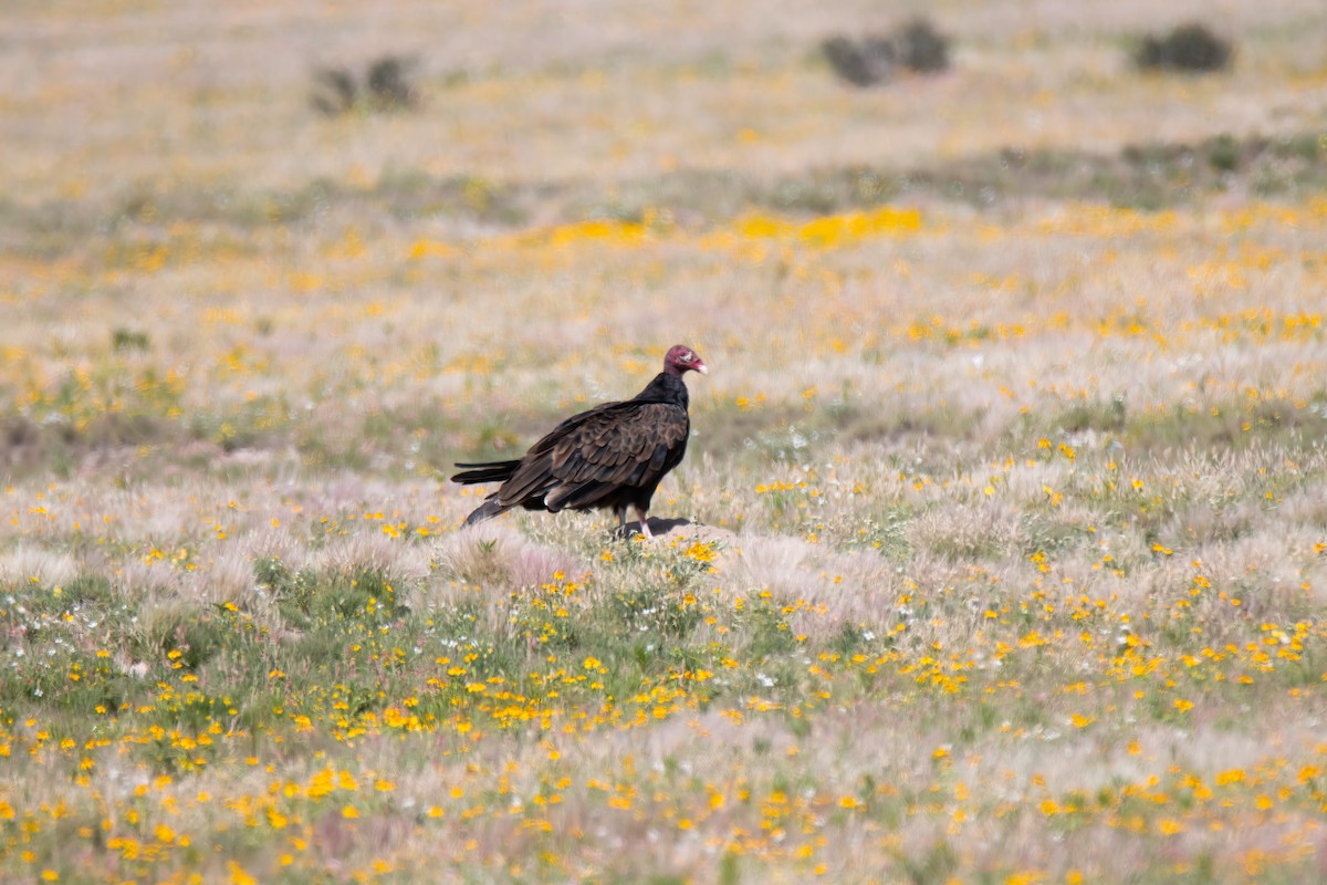 Turkey Vulture - ML622698716