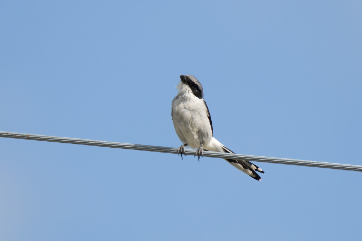 Loggerhead Shrike - ML622698769