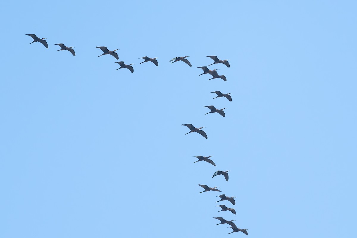White-faced Ibis - ML622698805
