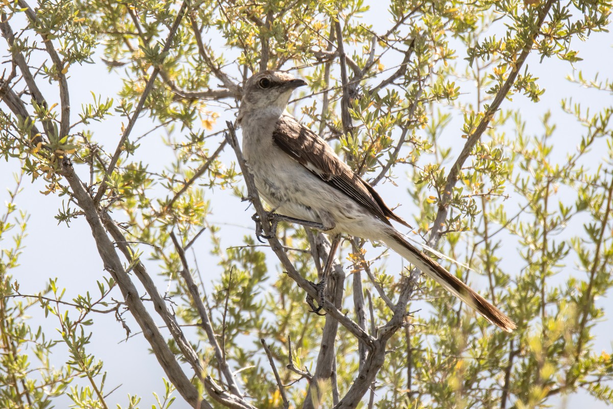 Northern Mockingbird - ML622698826