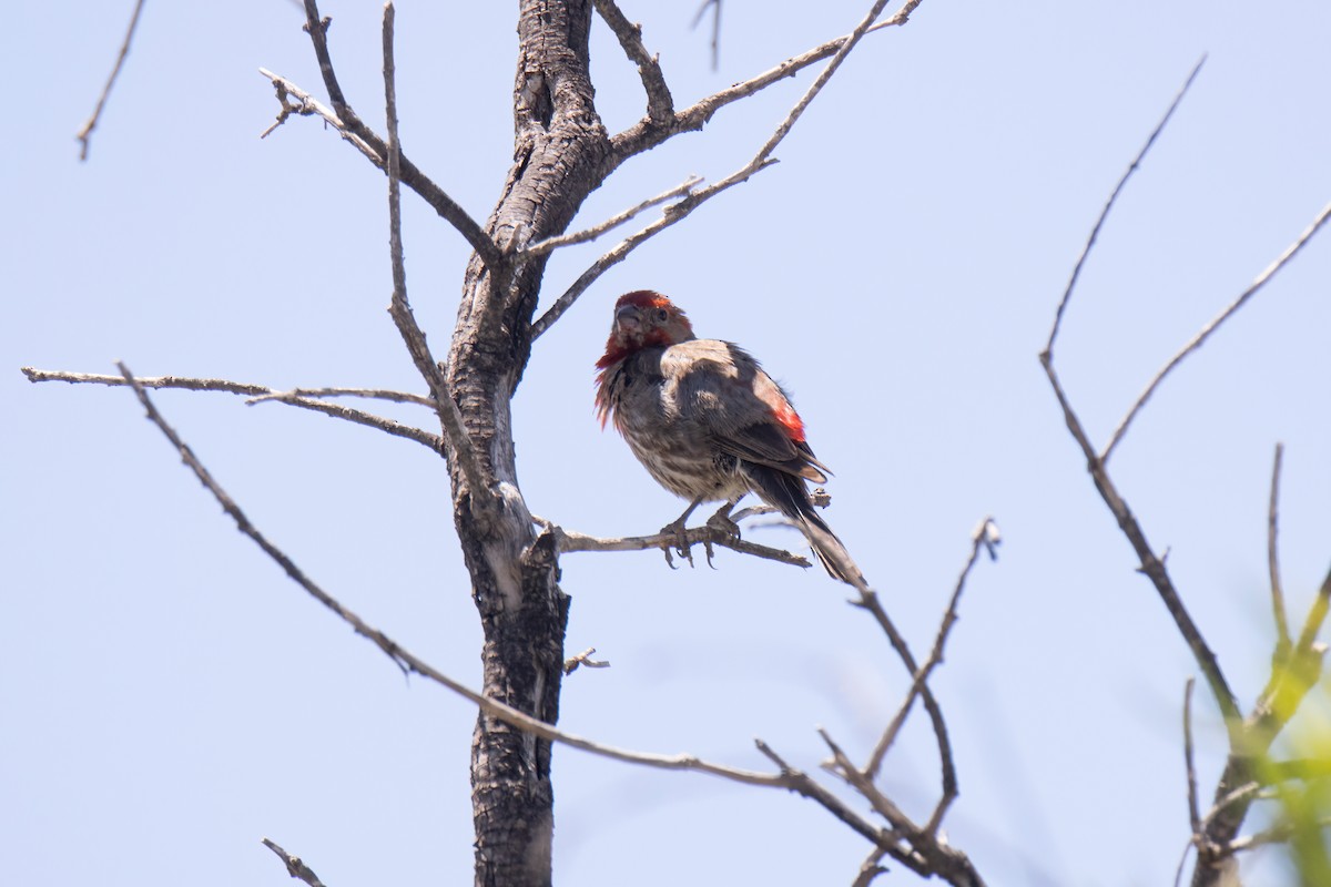 House Finch - ML622698834