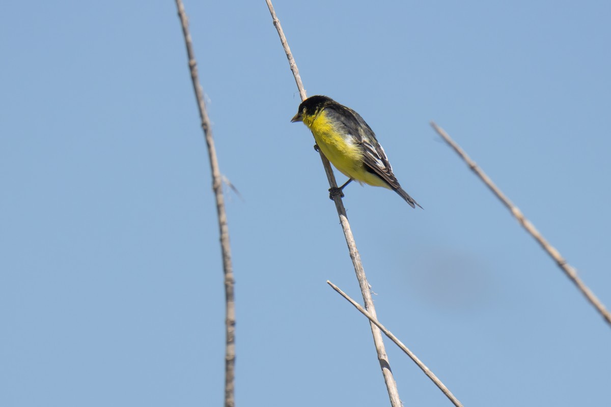 Lesser Goldfinch - ML622698840