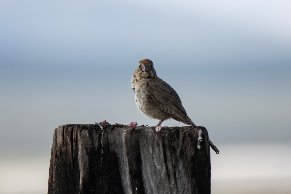 Canyon Towhee - ML622698921