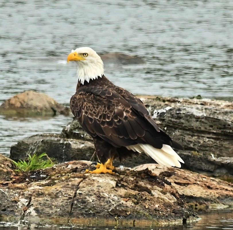 Bald Eagle - ML622698961