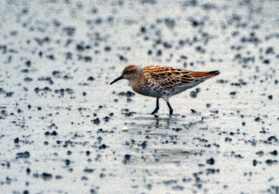 Sharp-tailed Sandpiper - ML62269901