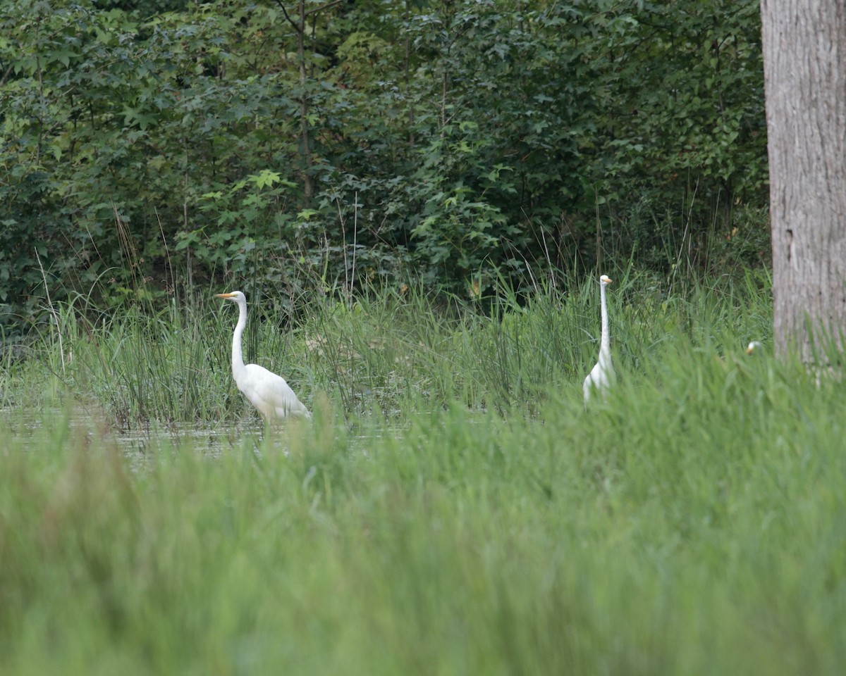 volavka bílá (ssp. egretta) - ML622699013