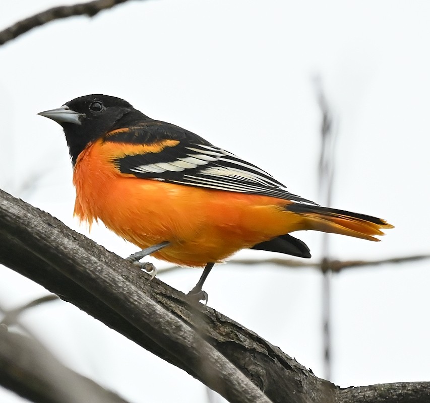 Oriole de Baltimore - ML622699037