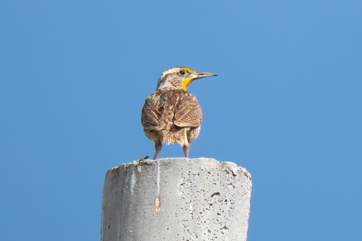 Western Meadowlark - ML622699048