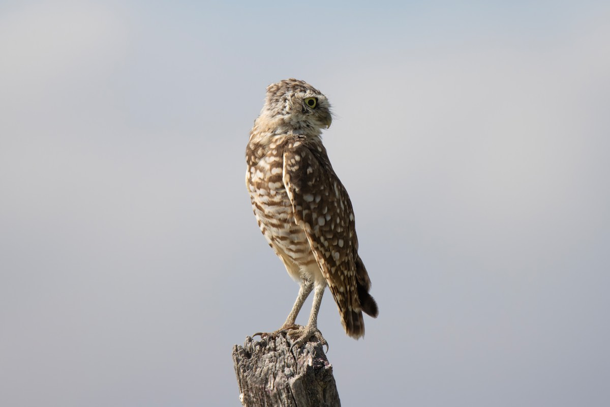 Burrowing Owl - ML622699075