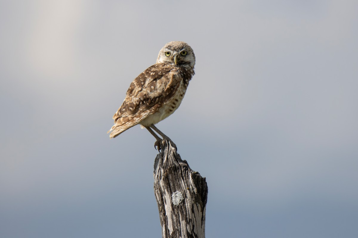 Burrowing Owl - ML622699076