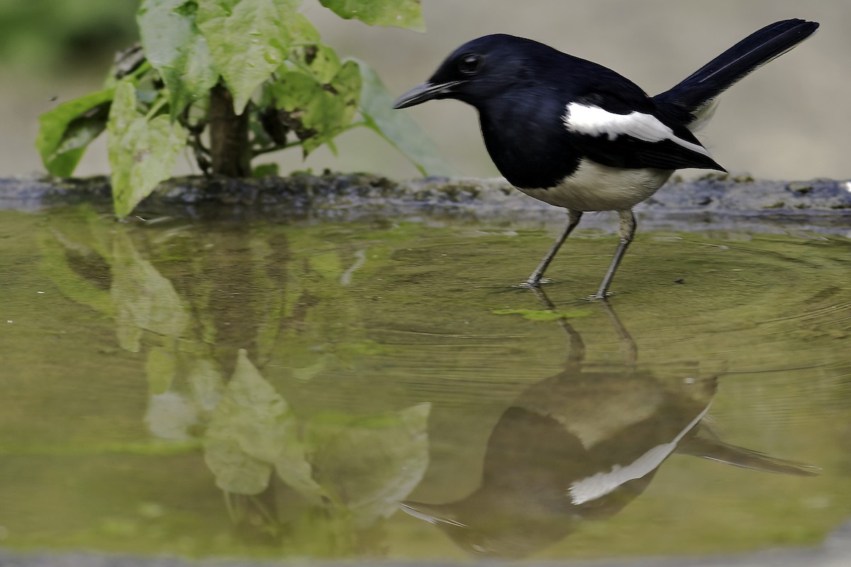 Oriental Magpie-Robin - ML622699100