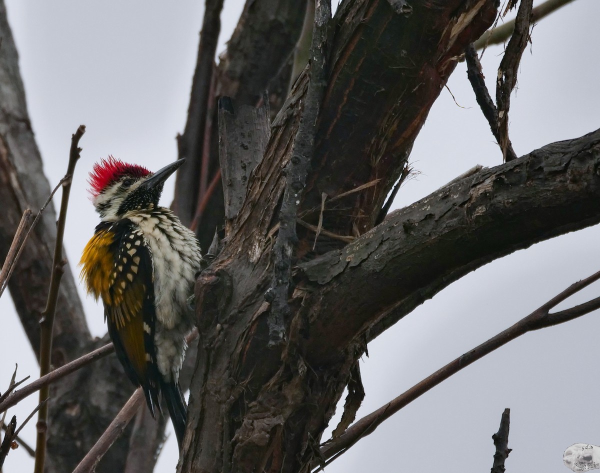 Black-rumped Flameback - Grégory Grossin