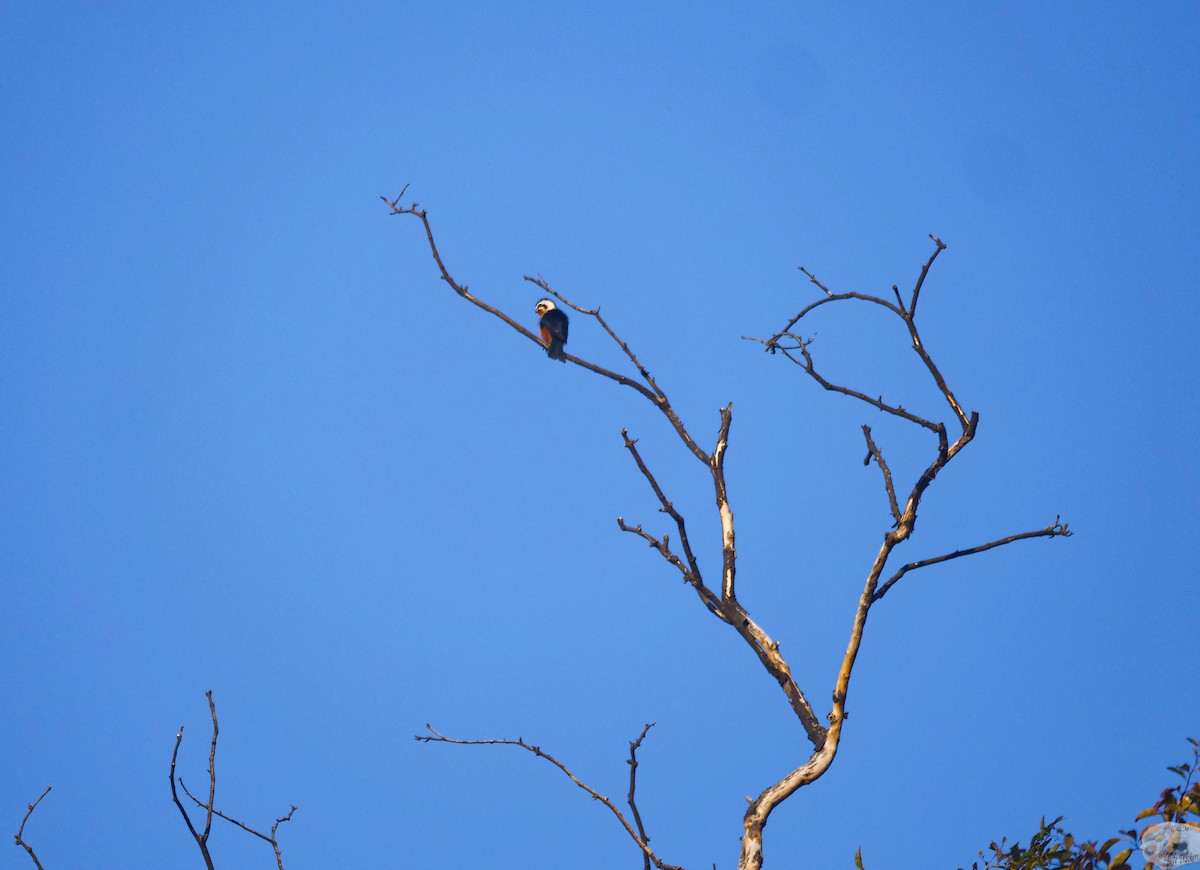 Collared Falconet - Grégory Grossin