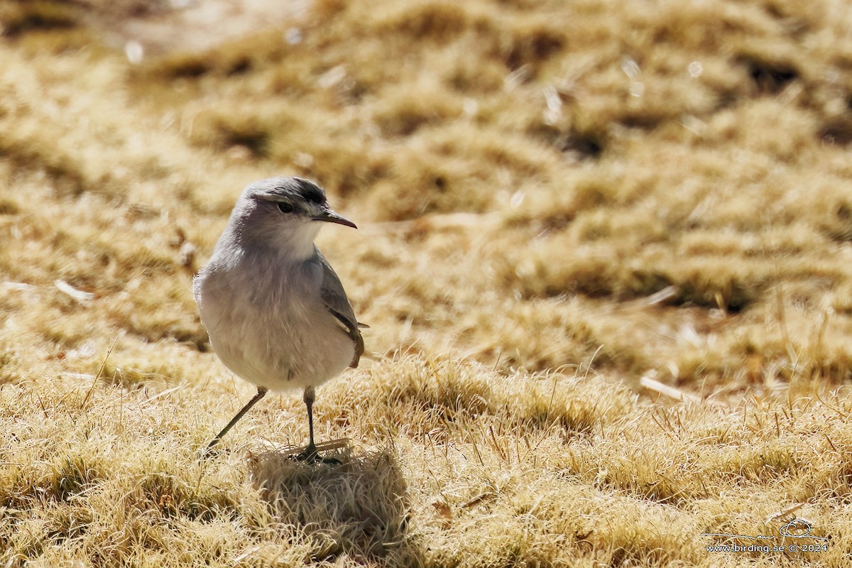 Black-fronted Ground-Tyrant - ML622699155