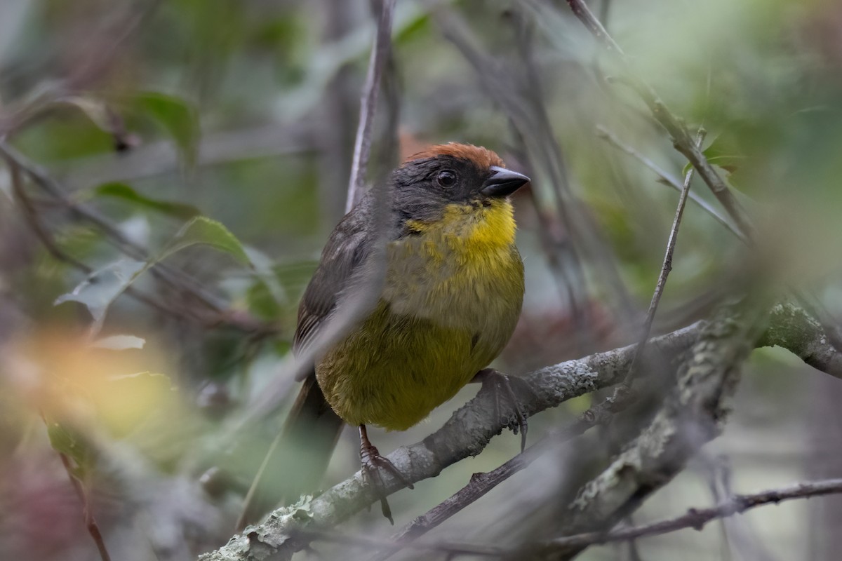 Rufous-capped Brushfinch - Janet Stevens