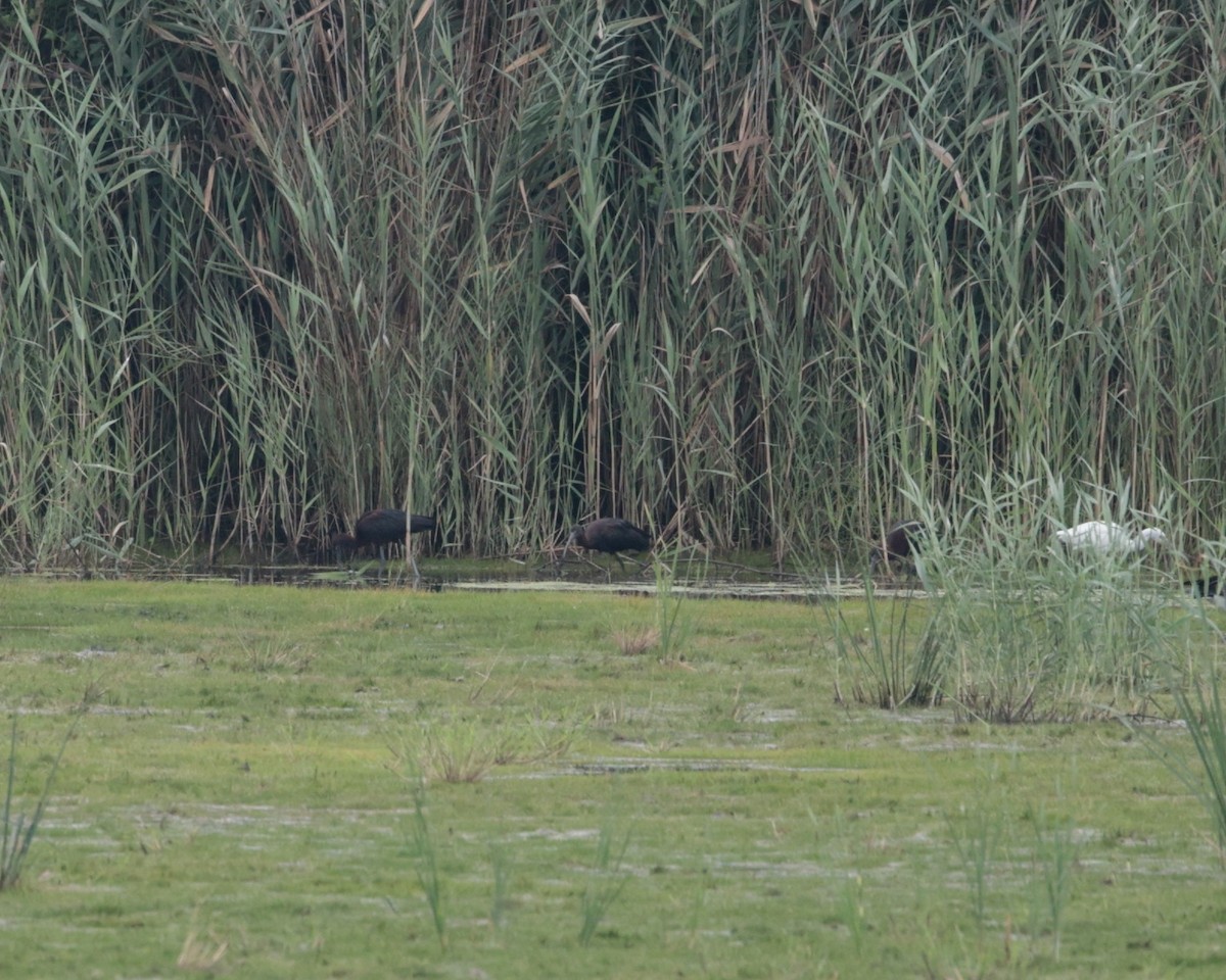 Glossy Ibis - ML622699211