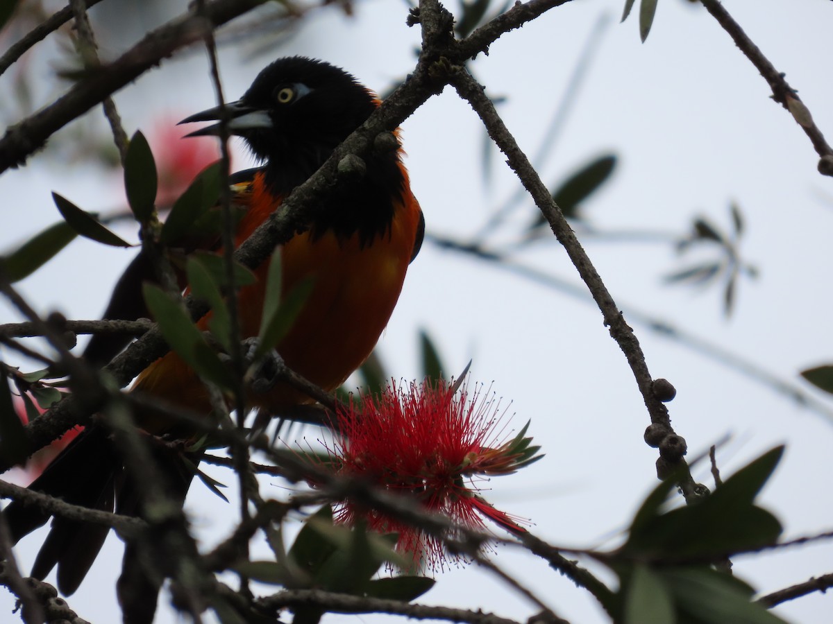 Venezuelan Troupial - ML622699327