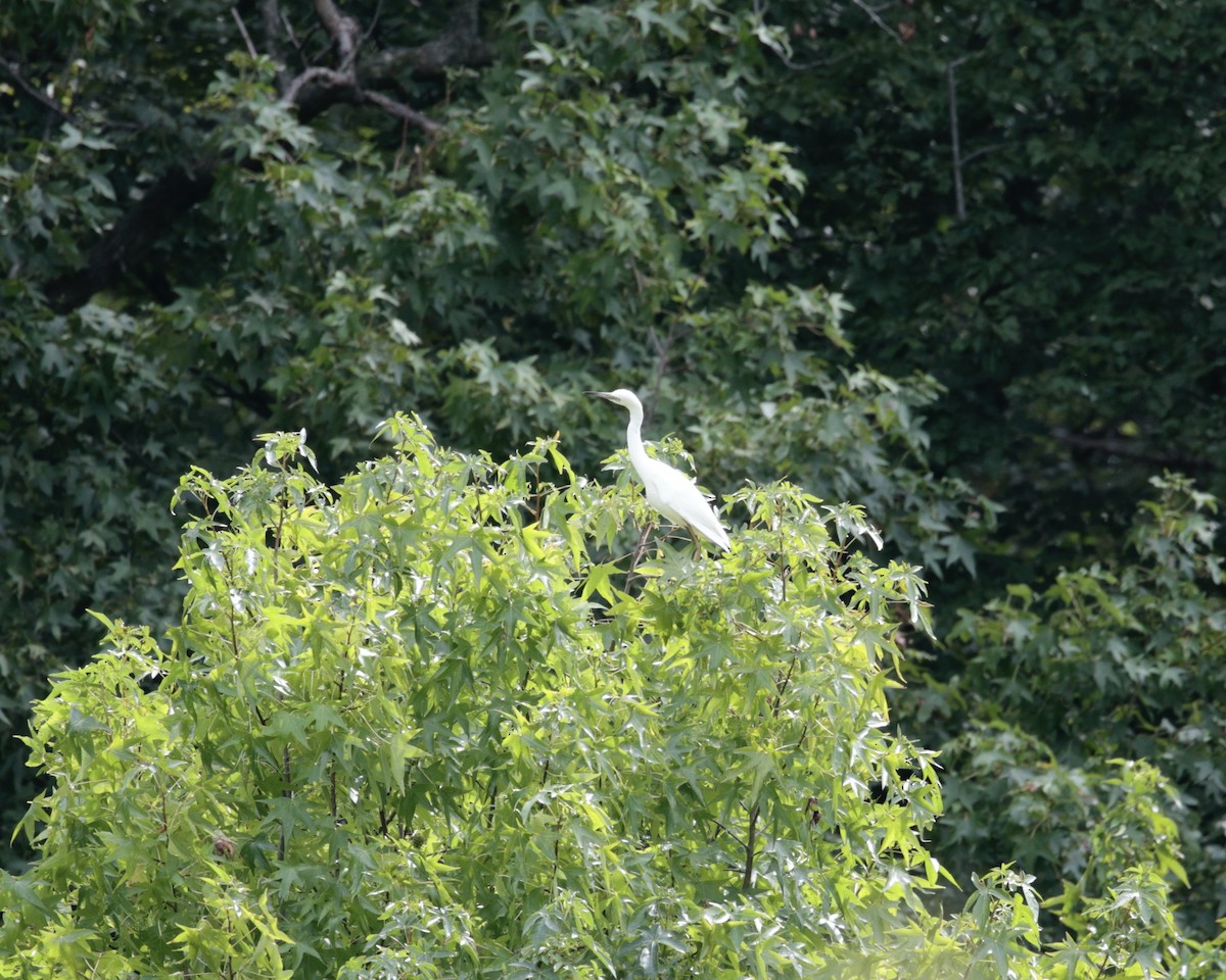 Little Blue Heron - ML622699359