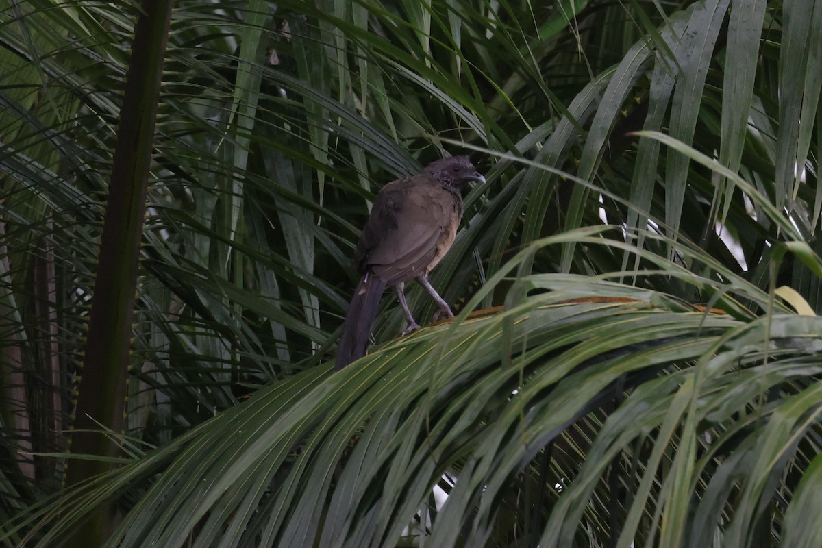White-bellied Chachalaca - ML622699435