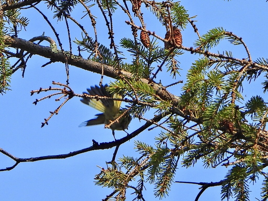 American Redstart - Jane Cullen