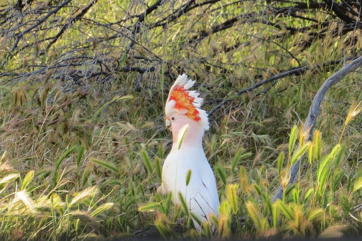 Pink Cockatoo - Marti Horman