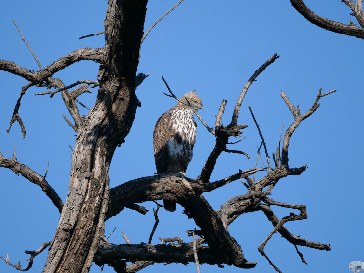 Changeable Hawk-Eagle - Greg & Mag