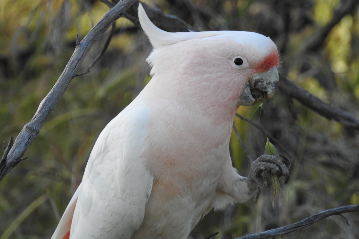 Pink Cockatoo - ML622699913