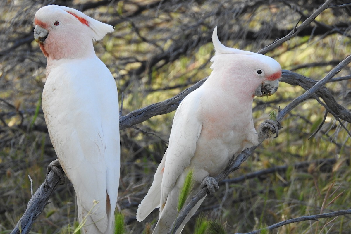 Pink Cockatoo - ML622699914