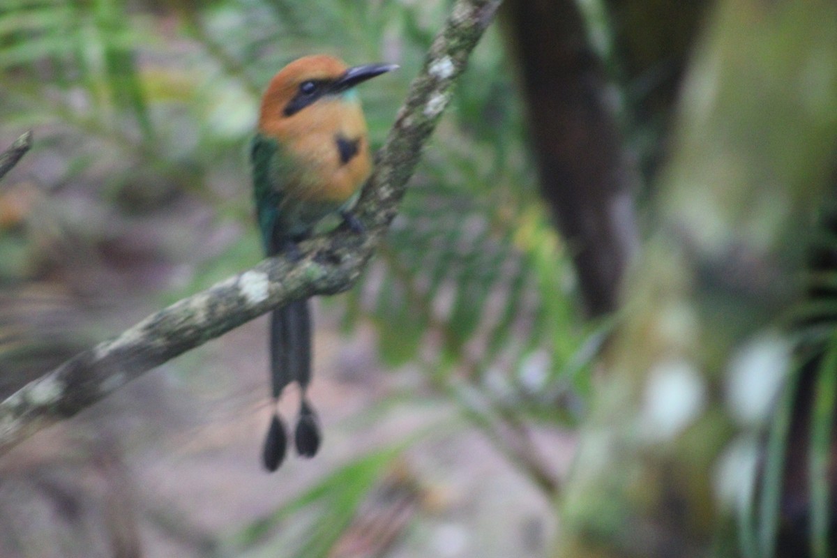 Broad-billed Motmot (Broad-billed) - ML622699926