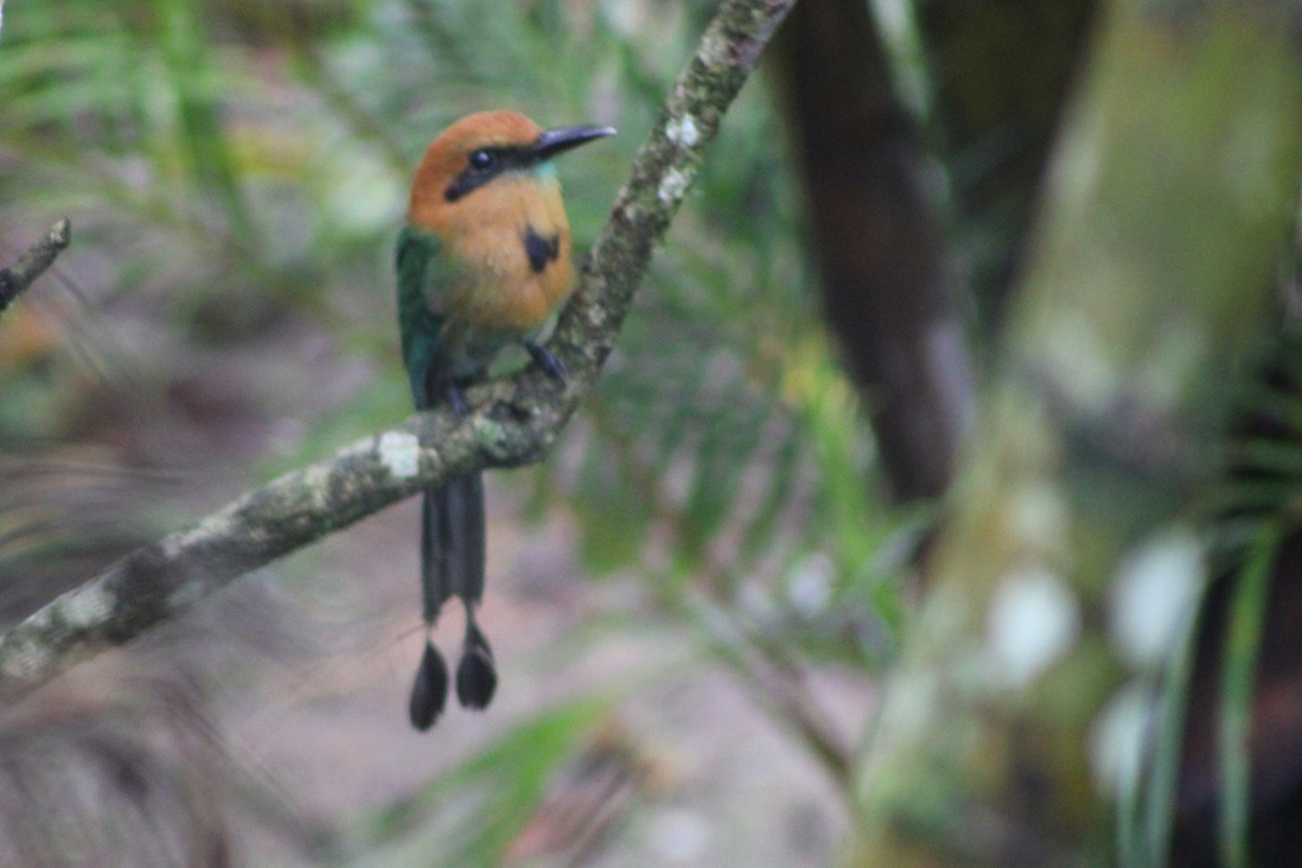 Broad-billed Motmot (Broad-billed) - ML622699927