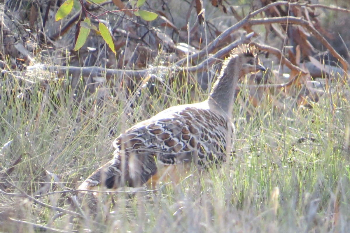 Malleefowl - ML622699931