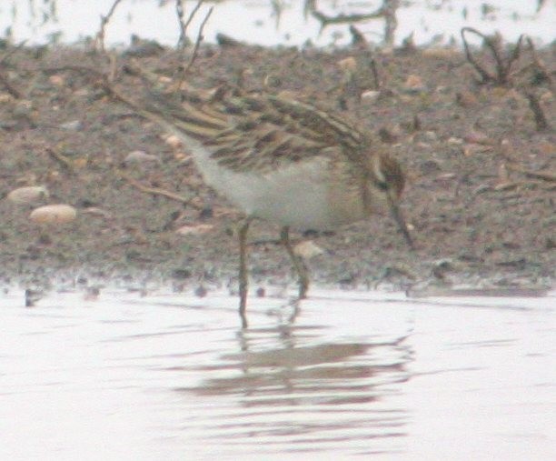 Sharp-tailed Sandpiper - ML62270021