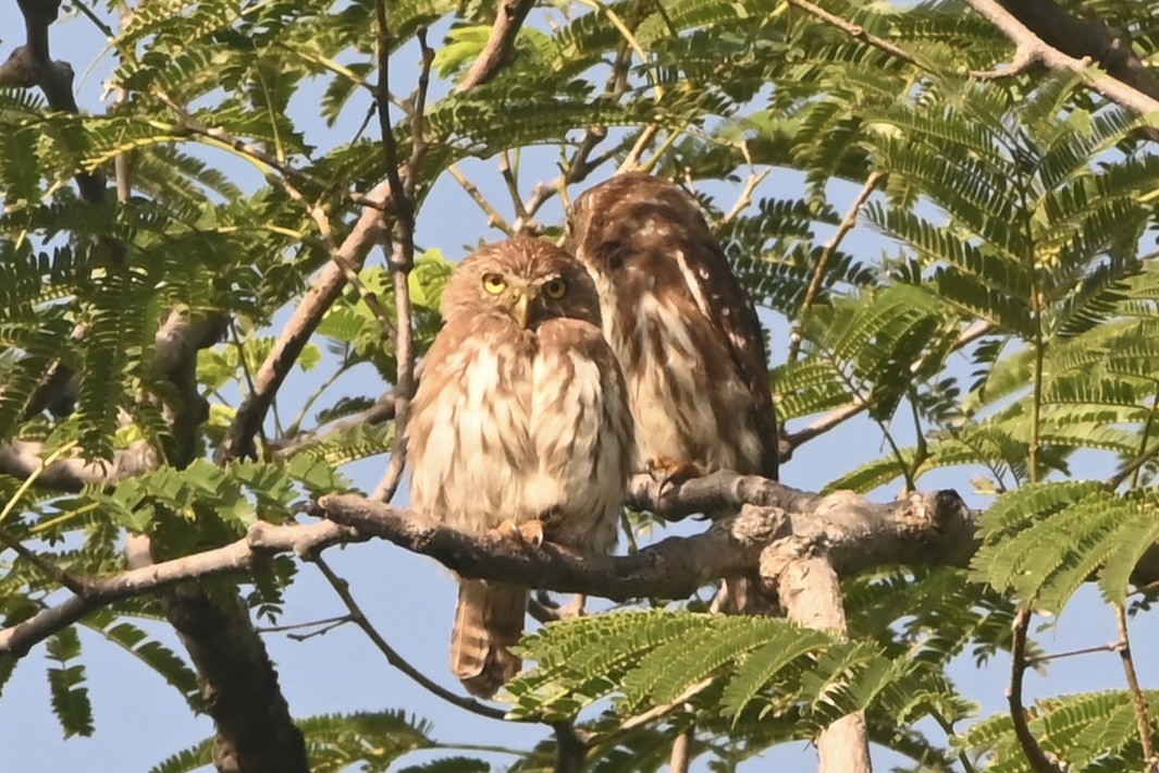 Ferruginous Pygmy-Owl - ML622700212