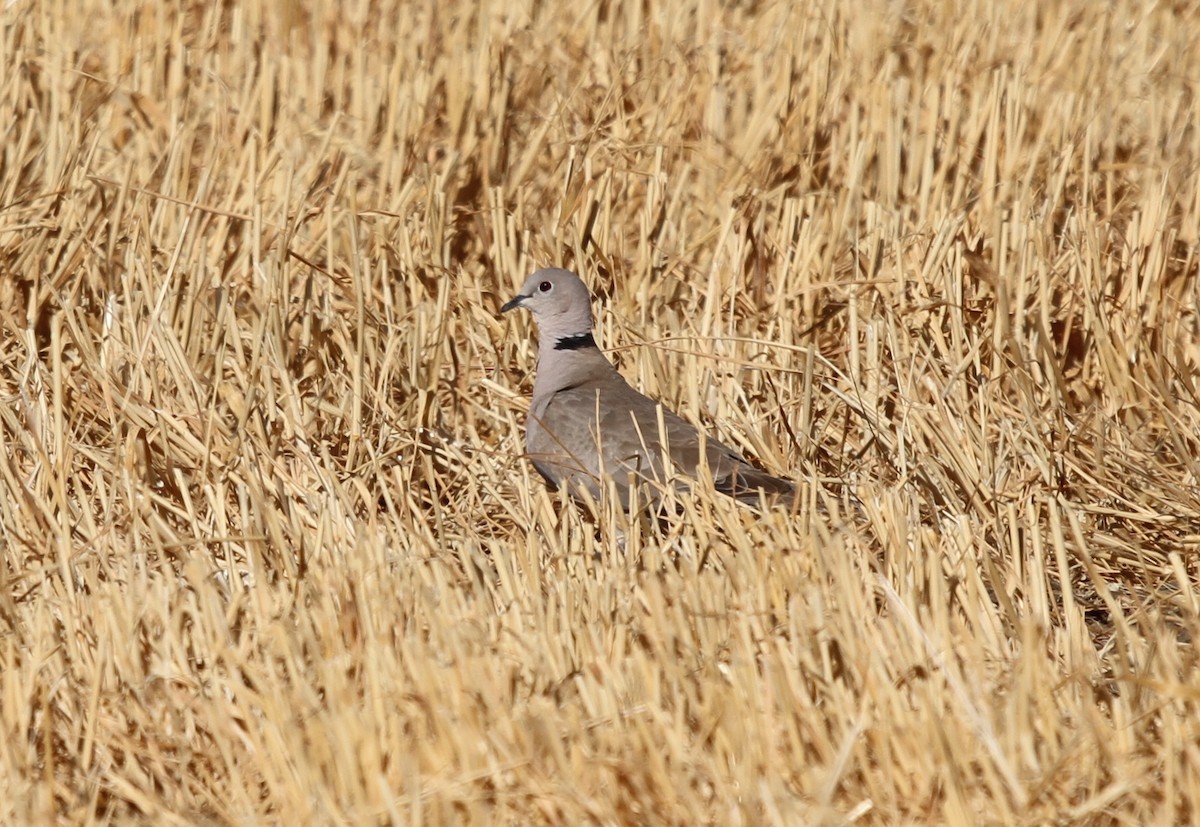 Eurasian Collared-Dove - ML622700218