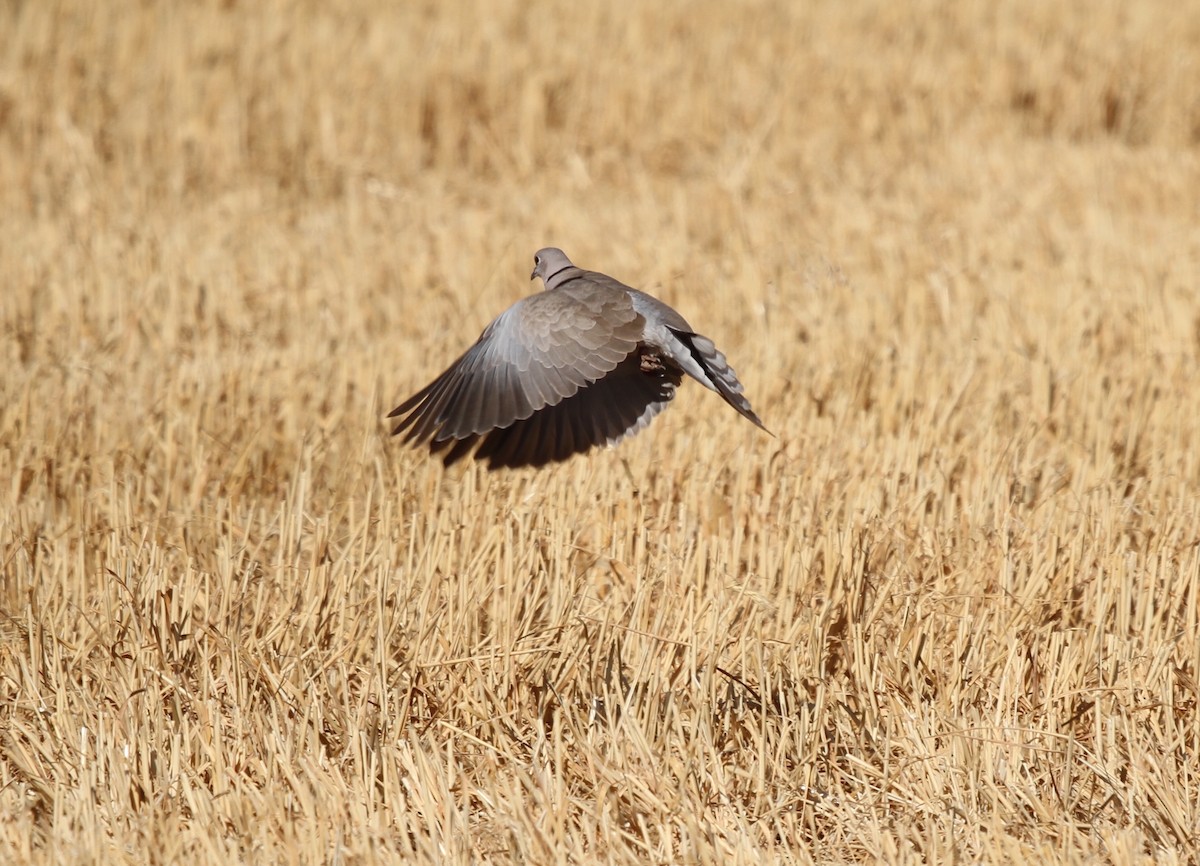 Eurasian Collared-Dove - ML622700219