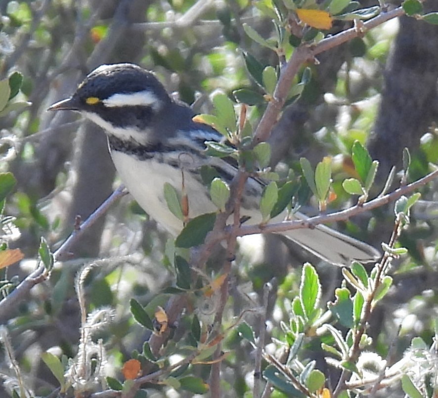 Black-throated Gray Warbler - C.J. Goin