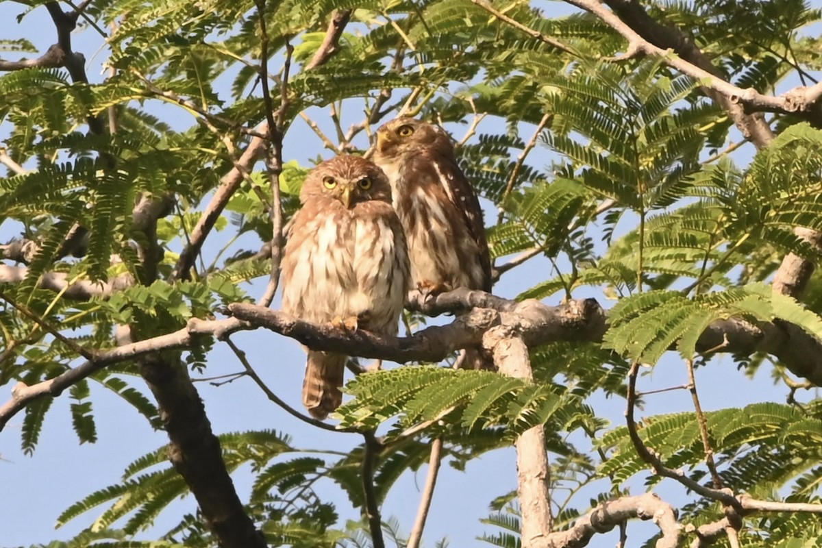 Ferruginous Pygmy-Owl - ML622700679