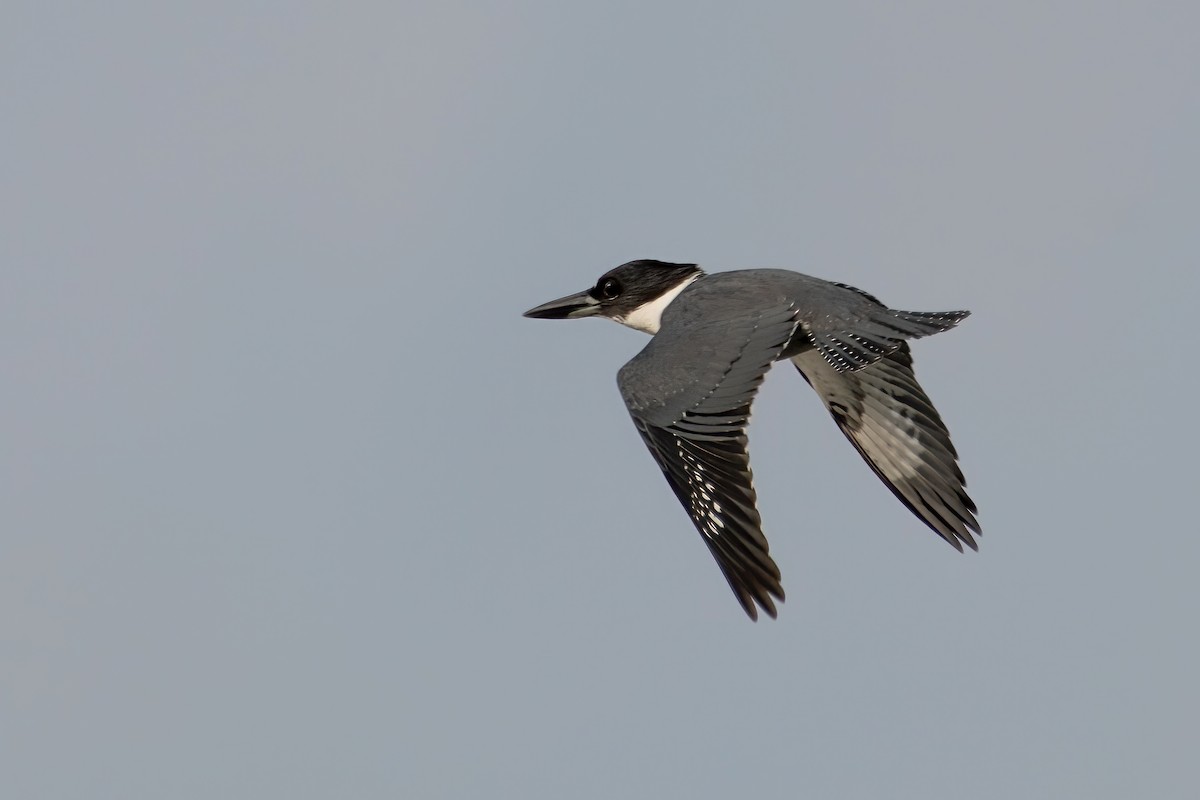 Belted Kingfisher - ML622700715