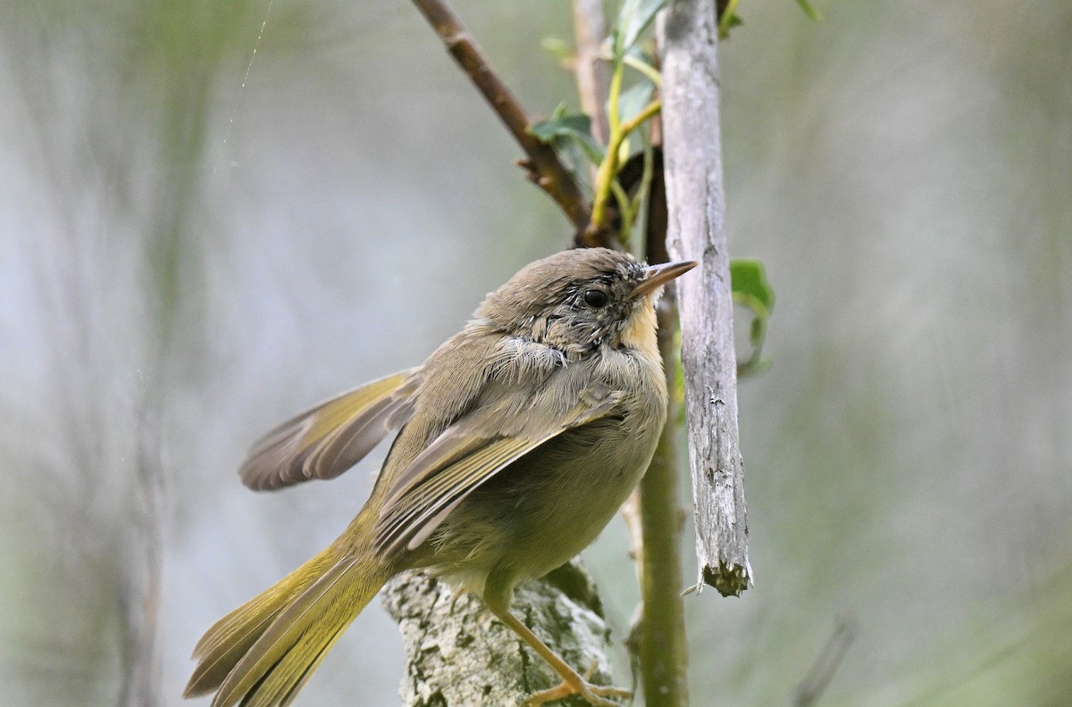 Common Yellowthroat - ML622700743