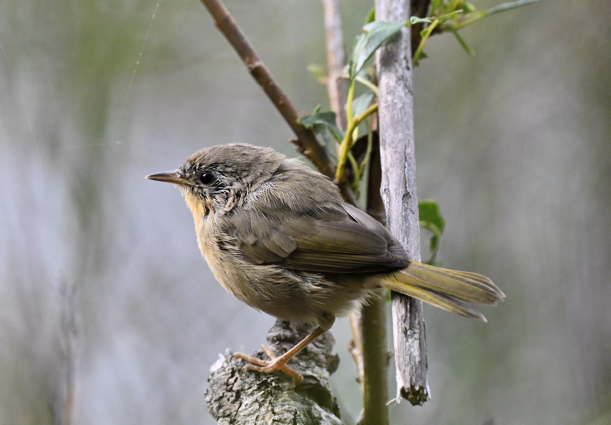 Common Yellowthroat - ML622700744