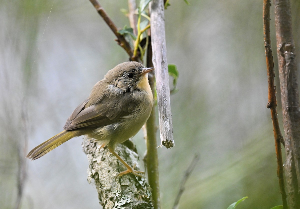 Common Yellowthroat - ML622700745