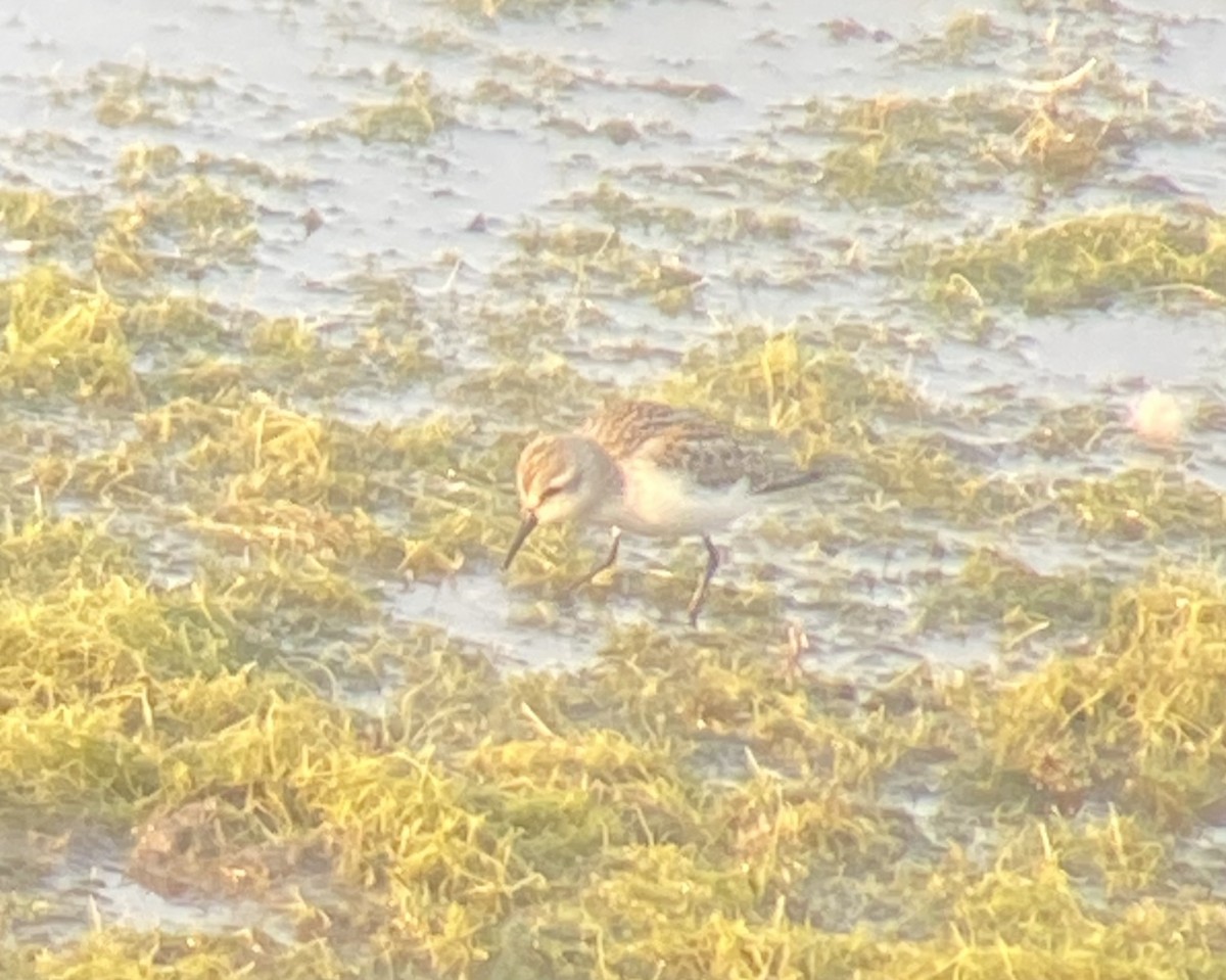 Western Sandpiper - ML622700759