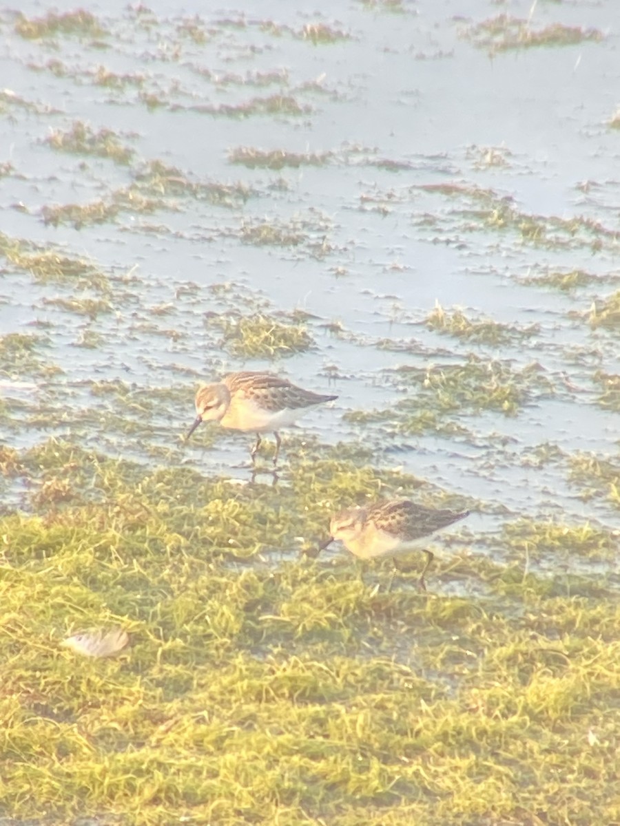 Western Sandpiper - ML622700765